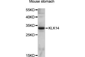 Western blot analysis of extracts of mouse stomach, using KLK14 antibody (ABIN5998082) at 1/1000 dilution. (Kallikrein 14 anticorps)