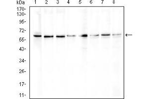 Western blot analysis using ERCC1 mouse mAb against NIH/3T3 (1), MCF-7 (2), Hela (3), SK-Br-3 (4), HepG2 (5), Raji (6), PC-3 (7), and K562 (8) cell lysate.