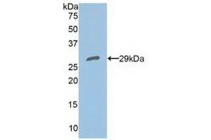 Detection of Recombinant PRDX4, Human using Polyclonal Antibody to Peroxiredoxin 4 (PRDX4) (Peroxiredoxin 4 anticorps  (AA 6-249))