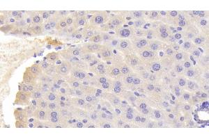 Detection of OGG1 in Mouse Liver Tissue using Polyclonal Antibody to Oxoguanine Glycosylase 1 (OGG1) (OGG1 anticorps  (AA 31-345))