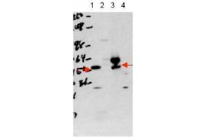 Image no. 1 for anti-Thyroid Hormone Receptor, alpha (THRA) (Isoform 1), (N-Term) antibody (ABIN401406) (THRA anticorps  (Isoform 1, N-Term))