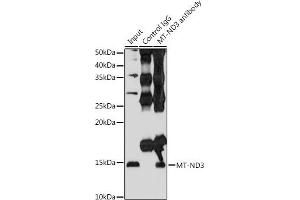 Immunoprecipitation analysis of 200 μg extracts of HeLa cells using 3 μg MT-ND3 antibody (ABIN7268601).