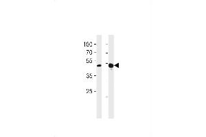 Western blot analysis in A549,mouse NIH/3T3 cell line lysates (35ug/lane).