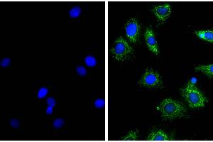 NIH/Swiss mouse fibroblast cell line 3T3 was stained with Rat Anti-β-Actin-UNLB (right) followed by Donkey Anti-Rat IgG(H+L), Mouse SP ads-AF488 and DAPI.
