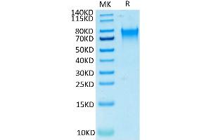 Human Nectin-3 on Tris-Bis PAGE under reduced conditions.