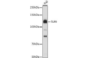 Western blot analysis of extracts of Raji cells, using TLR9 antibody (ABIN7270849) at 1:1000 dilution. (TLR9 anticorps  (AA 350-450))