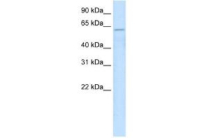 WB Suggested Anti-ZNF426 Antibody   Titration: 2. (ZNF426 anticorps  (N-Term))