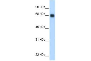 WB Suggested Anti-KNG1 Antibody Titration:  0. (KNG1 anticorps  (Middle Region))