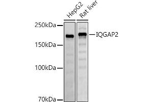 Western blot analysis of extracts of various cell lines, using IQG antibody (ABIN7268021) at 1:500 dilution. (IQGAP2 anticorps)