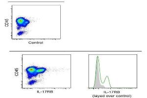 anti-Interleukin 17 Receptor B (IL17RB) (AA 351-450) antibody