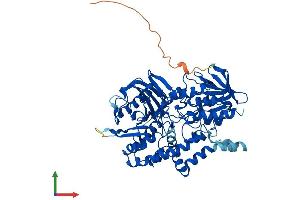 AlphaFold protein structure predicition of Human Recombinant PYROXD2 Protein, UniprotID Q8N2H3