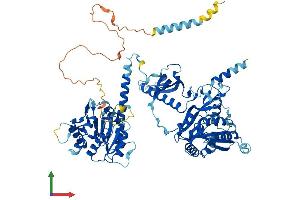 AlphaFold protein structure predicition of Mouse Recombinant Chpf Protein, UniprotID Q6IQX7