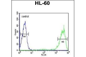 Rab5 Antibody (C-term) (ABIN390962 and ABIN2841145) flow cytometric analysis of HL-60 cells (right histogram) compared to a negative control cell (left histogram). (RAB5 anticorps  (C-Term))