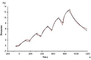Cynomolgus IL-3 R alpha, His Tag immobilized on CM5 Chip can bind Cynomolgus IL-3, His Tag with an affinity constant of 1.