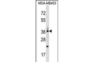 CD68/CD68 (kpi) Antibody (Center) (ABIN1538079 and ABIN2849014) western blot analysis in MDA-M cell line lysates (35 μg/lane). (CD68 anticorps  (AA 209-237))