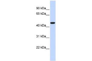WB Suggested Anti-ACOT2 Antibody Titration: 0. (ACOT2 anticorps  (Middle Region))