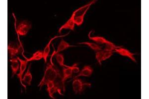 ABIN6274908 staining HepG2 by IF/ICC. (Manic Fringe anticorps  (Internal Region))
