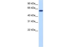Western Blotting (WB) image for anti-Zinc Finger Protein 394 (ZNF394) antibody (ABIN2460161) (ZNF394 anticorps)