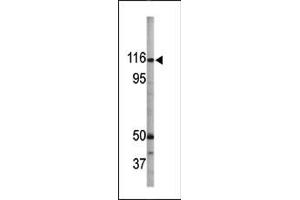Image no. 1 for anti-Retinoblastoma-Like 1 (p107) (RBL1) (pSer975) antibody (ABIN358209) (p107 anticorps  (pSer975))