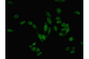 Immunofluorescent analysis of Hela cells using ABIN7165075 at dilution of 1:100 and Alexa Fluor 488-congugated AffiniPure Goat Anti-Rabbit IgG(H+L) (PRMT6 anticorps  (AA 119-375))