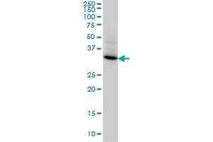 STX4A monoclonal antibody (M04), clone 6D1 Western Blot analysis of STX4A expression in HeLa . (Syntaxin 4 anticorps  (AA 19-119))