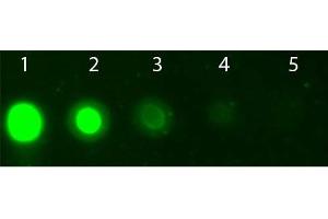 Dot Blot of AKT2 Allophycocyanin Conjugated Monoclonal Antibody.