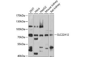 Western blot analysis of extracts of various cell lines, using SLC22 antibody (ABIN1682756, ABIN3019374, ABIN3019375 and ABIN6220852) at 1:1000 dilution.