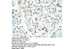 Rabbit Anti-SFPQ Antibody  Paraffin Embedded Tissue: Human Muscle Cellular Data: Skeletal muscle cells Antibody Concentration: 4. (SFPQ anticorps  (Middle Region))
