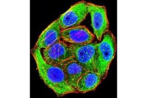 Immunofluorescence analysis of Hela cells using CD172G mouse mAb (green).