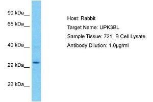 Host: Rabbit Target Name: UPK3BL Sample Type: 721_B Whole Cell lysates Antibody Dilution: 1. (UPK3BL anticorps  (C-Term))