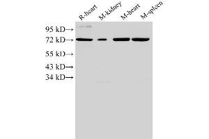Western Blotting (WB) image for anti-Annexin A6 (ANXA6) antibody (ABIN7234042)