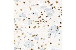 Immunohistochemistry analysis of paraffin embedded mouse brain using ubp43 (ABIN7076108) at dilution of 1: 1000 (USP18 anticorps)