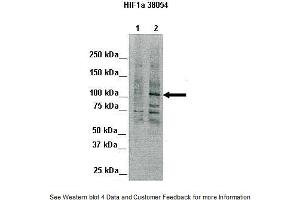 Lanes:   Lane 1: 80ug Chicken liver (nuclei)  Primary Antibody Dilution:   1:1000  Secondary Antibody:   Goat anti-rabbit IgG  Secondary Antibody Dilution:   1:2,000  Gene Name:   HIF1A  Submitted by:   Silvia Moore, Weill Medical College of Cornell University (HIF1A anticorps  (Middle Region))