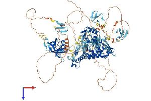 AlphaFold protein structure predicition of Mouse Recombinant Nedd4l Protein, UniprotID Q8CFI0