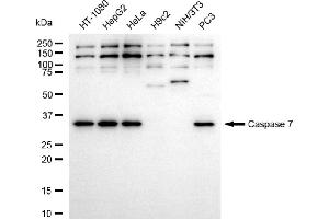 Western blotting analysis using caspase 7 antibody (ABIN7797903).