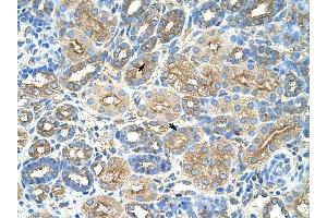 RPL8 antibody was used for immunohistochemistry at a concentration of 4-8 ug/ml to stain Epithelial cells of renal tubule (arrows) in Human Kidney. (RPL8 anticorps  (C-Term))