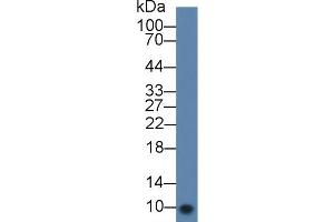 Western blot analysis of Mouse Serum, using Rabbit Anti-Mouse bTG Antibody (3 µg/ml) and HRP-conjugated Goat Anti-Rabbit antibody (abx400043, 0.