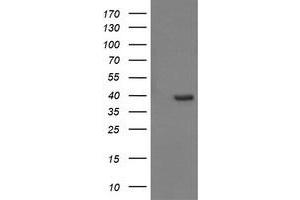 Image no. 8 for anti-Cell Division Cycle 123 Homolog (CDC123) antibody (ABIN1497388) (CDC123 anticorps)