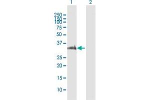 Western Blot analysis of PIM2 expression in transfected 293T cell line by PIM2 MaxPab polyclonal antibody. (PIM2 anticorps  (AA 1-311))