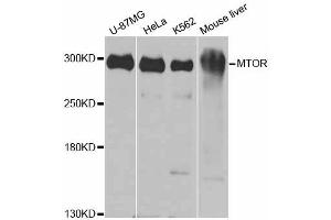 Western blot analysis of extracts of various cell lines, using MTOR antibody (ABIN6292920) at 1:1000 dilution. (MTOR anticorps)