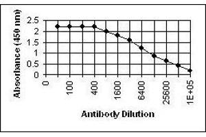 anti-Epstein-Barr Virus Viral Capsid Antigen gp110 (EBV VCA gp110) antibody