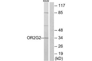 Western blot analysis of extracts from RAW264. (OR2G2 anticorps  (C-Term))