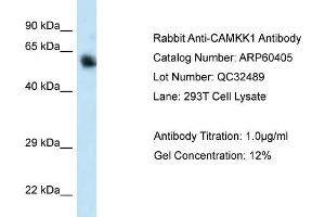 Western Blotting (WB) image for anti-Calcium/calmodulin-Dependent Protein Kinase Kinase 1, alpha (CAMKK1) (C-Term) antibody (ABIN786160) (CAMKK1 anticorps  (C-Term))