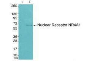 Western blot analysis of extracts from HepG2 cells (Lane 2), using Nuclear Receptor NR4A1 (Ab-351) antiobdy. (NR4A1 anticorps  (Ser351))