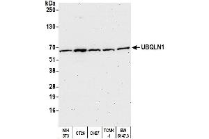 Western Blotting (WB) image for anti-Ubiquilin 1 (UBQLN1) (AA 1-50) antibody (ABIN7452656) (Ubiquilin 1 anticorps  (AA 1-50))