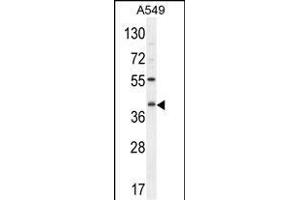 C5AR1 Antibody (Center) (ABIN654658 and ABIN2844355) western blot analysis in A549 cell line lysates (35 μg/lane). (C5AR1 anticorps  (AA 175-201))
