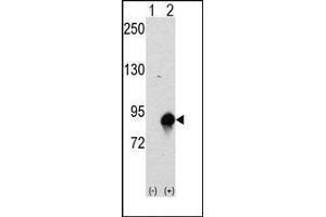 Western blot analysis of CUL4a (arrow) using rabbit polyclonal CUL4a Antibody (Cullin 4A anticorps  (N-Term))
