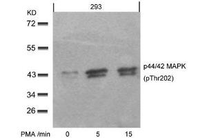 Western blot analysis of extracts from 293 cells untreated or treated with PMA for the indicated times, using p44/42 MAP Kinase(Phospho-Thr202) Antibody. (ERK1 anticorps  (pThr202))