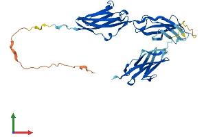 AlphaFold protein structure predicition of Human Recombinant MYBPHL Protein, UniprotID A2RUH7