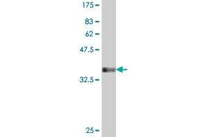 Western Blot detection against Immunogen (37 KDa) .